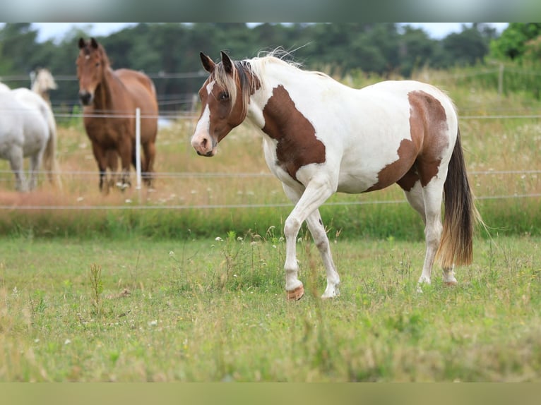 Rocky Mountain Horse Mix Stute 7 Jahre 148 cm Schecke in Ribbesbüttel