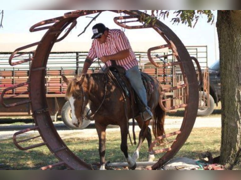 Rocky Mountain Horse Stute 7 Jahre 152 cm Rotfuchs in Charleston