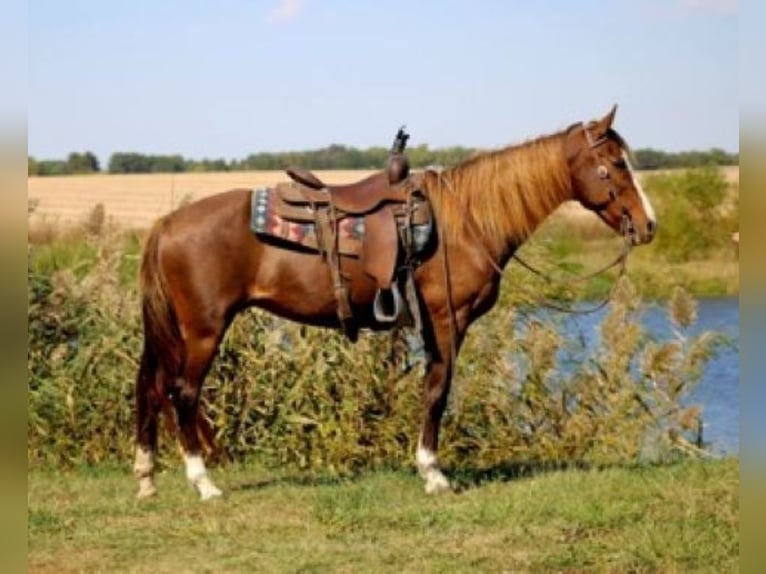 Rocky Mountain Horse Stute 7 Jahre 152 cm Rotfuchs in Charleston