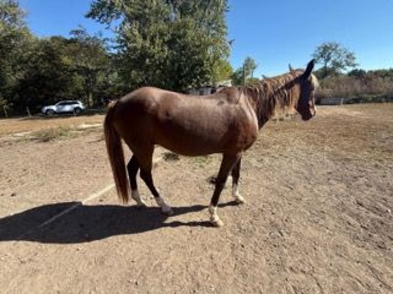 Rocky Mountain Horse Stute 7 Jahre 152 cm Rotfuchs in Charleston