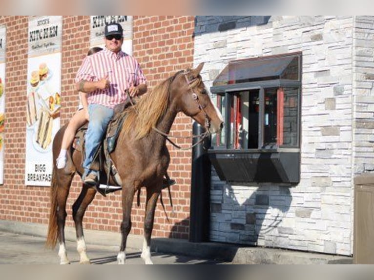 Rocky Mountain Horse Stute 7 Jahre 152 cm Rotfuchs in Charleston