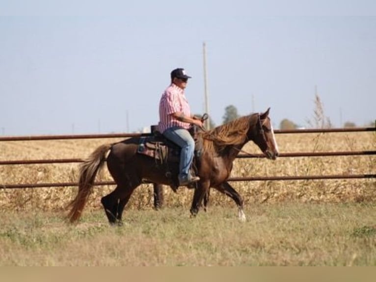 Rocky Mountain Horse Stute 7 Jahre 152 cm Rotfuchs in Charleston