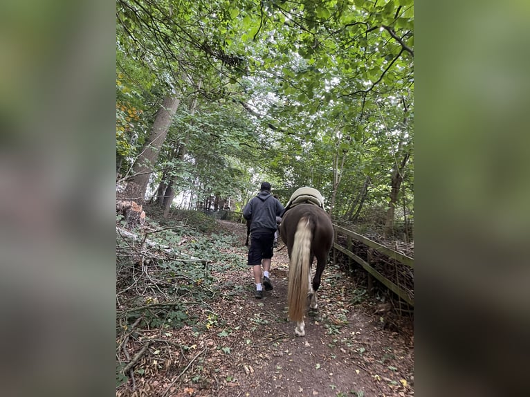 Rocky Mountain Horse Stute 7 Jahre 157 cm Schecke in Malente