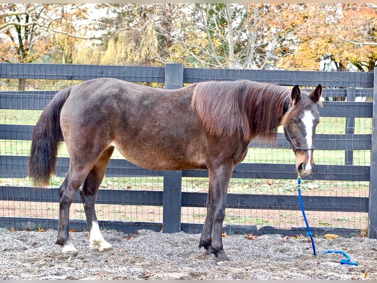 Rocky Mountain Horse Stute 8 Jahre 147 cm Rotbrauner in Collegeville