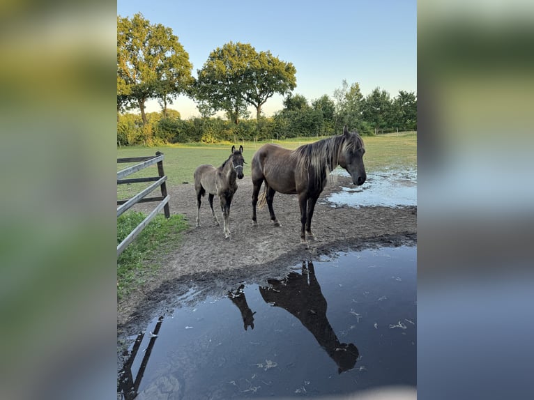 Rocky Mountain Horse Stute 8 Jahre 160 cm Brauner in Lunteren