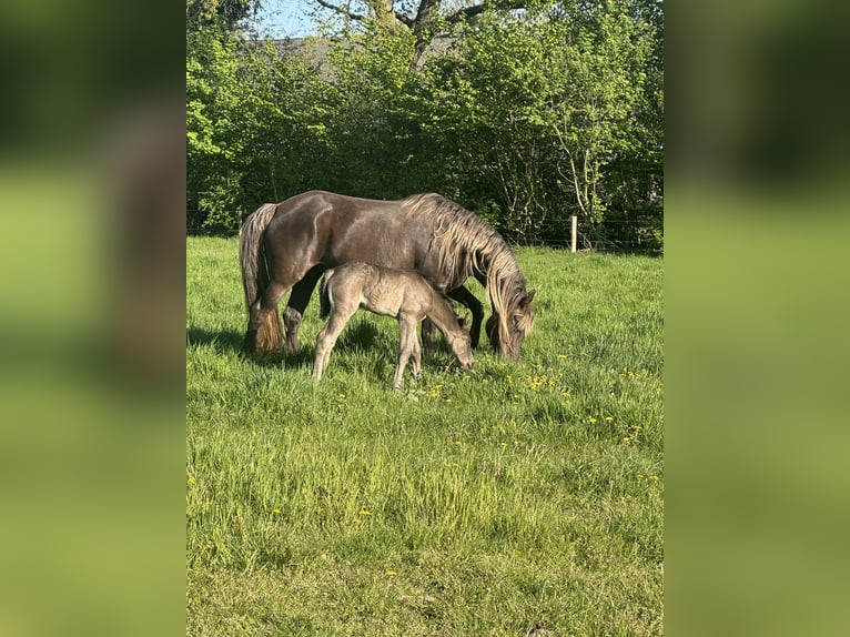 Rocky Mountain Horse Stute 8 Jahre 160 cm Brauner in Lunteren