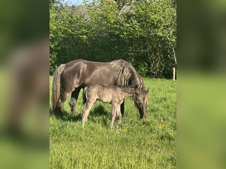 Rocky Mountain Horse Stute 8 Jahre 160 cm Brauner in Lunteren
