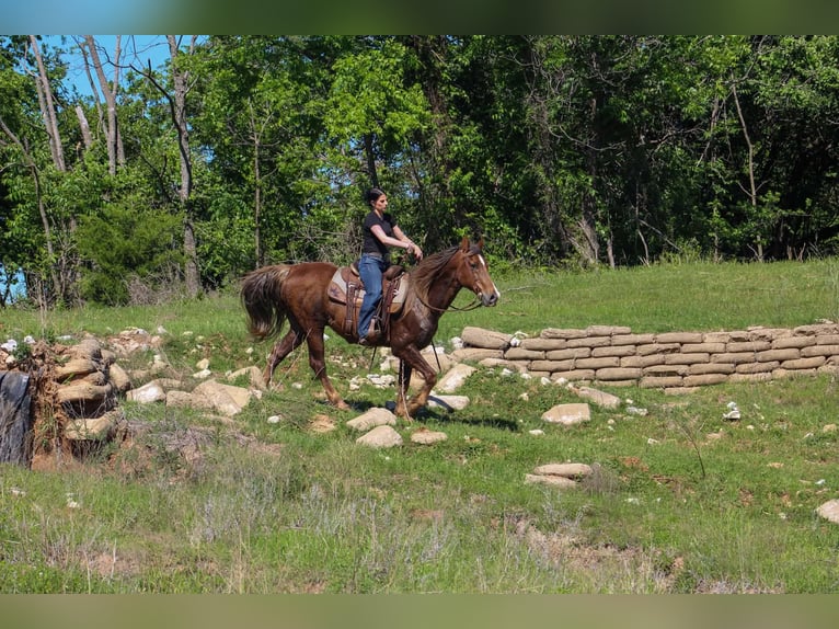 Rocky Mountain Horse Wałach 14 lat 142 cm Izabelowata in Poolville