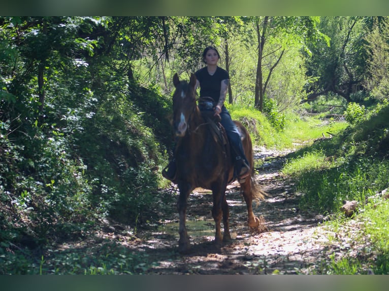 Rocky Mountain Horse Wałach 14 lat 142 cm Izabelowata in Poolville