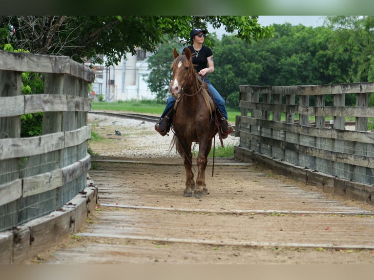 Rocky Mountain Horse Wałach 14 lat 150 cm Izabelowata in Poolville