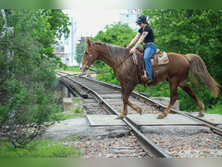 Rocky Mountain Horse Wałach 14 lat 152 cm Izabelowata in Poolville