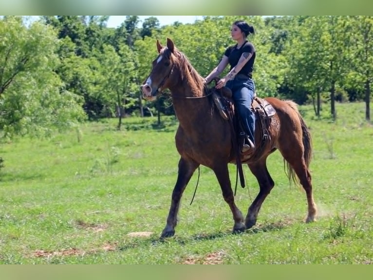 Rocky Mountain Horse Wałach 14 lat 152 cm Izabelowata in Poolville