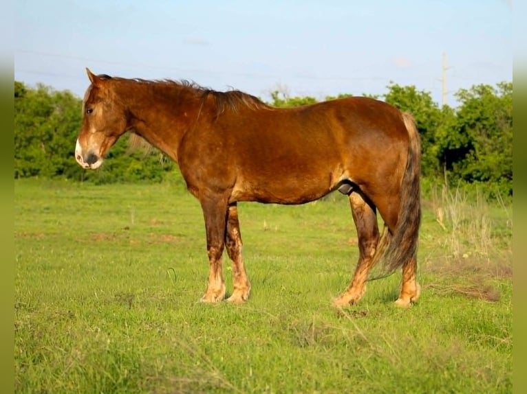 Rocky Mountain Horse Wałach 14 lat 152 cm Izabelowata in Poolville