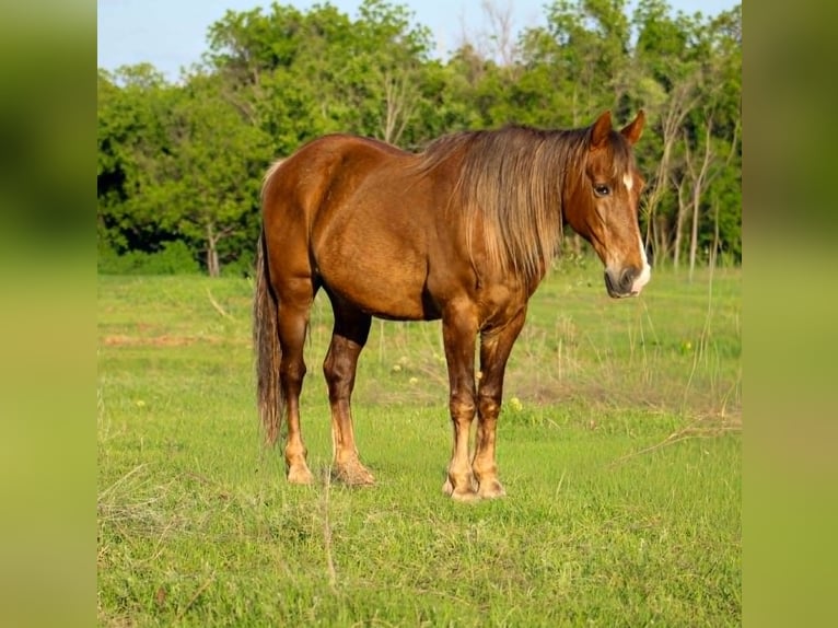 Rocky Mountain Horse Wałach 14 lat 152 cm Izabelowata in Poolville