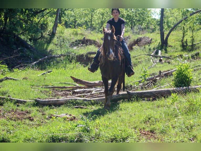 Rocky Mountain Horse Wałach 14 lat 152 cm Izabelowata in Poolville