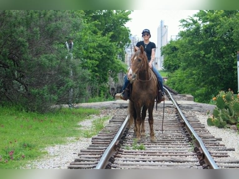 Rocky Mountain Horse Wałach 14 lat 152 cm Izabelowata in Poolville