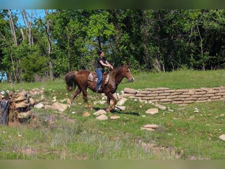 Rocky Mountain Horse Wałach 14 lat 152 cm Izabelowata in Poolville