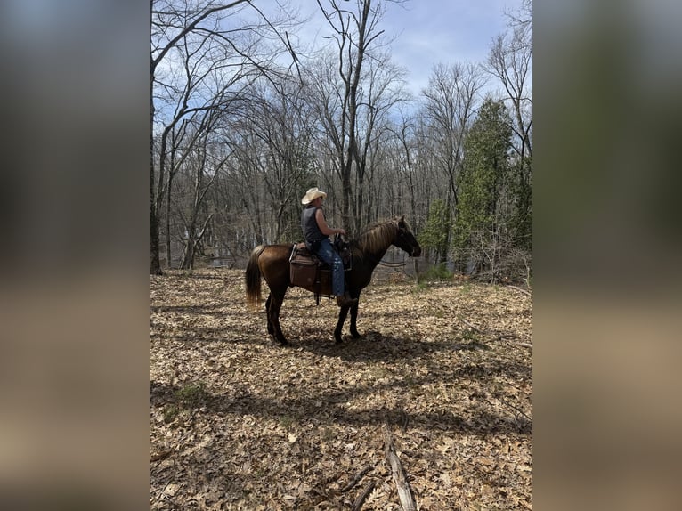 Rocky Mountain Horse Wałach 18 lat 152 cm Gniada in Hesperia, Michigan