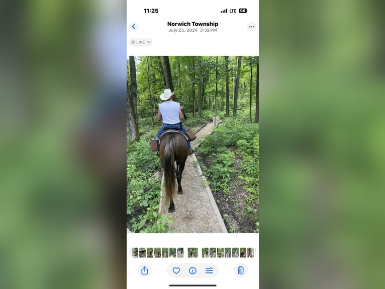 Rocky Mountain Horse Wałach 18 lat 152 cm Gniada in Hesperia, Michigan