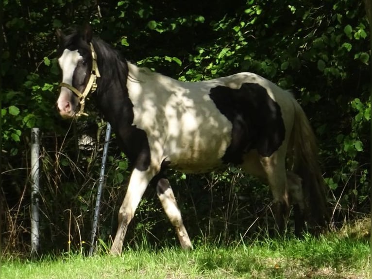 Rocky Mountain Horse Mix Wałach 2 lat 148 cm Srokata in Arnbruck
