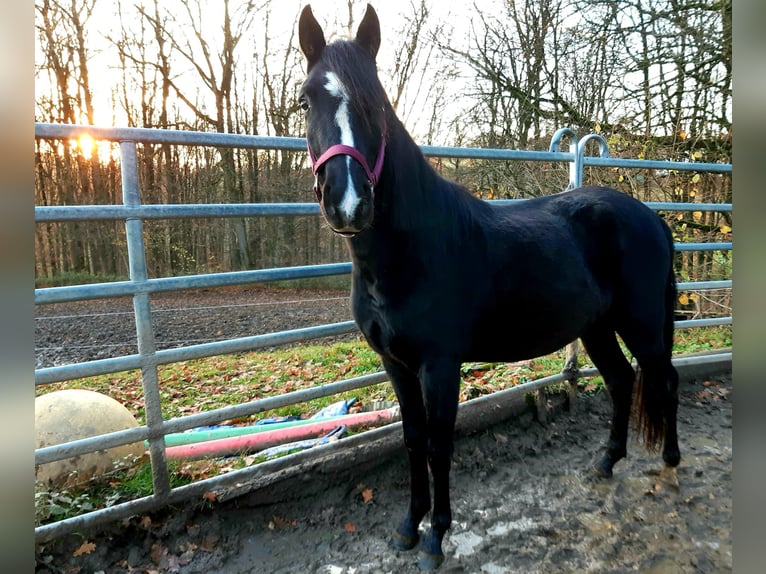 Rocky Mountain Horse Mix Wałach 2 lat 152 cm Kara in Morsbach