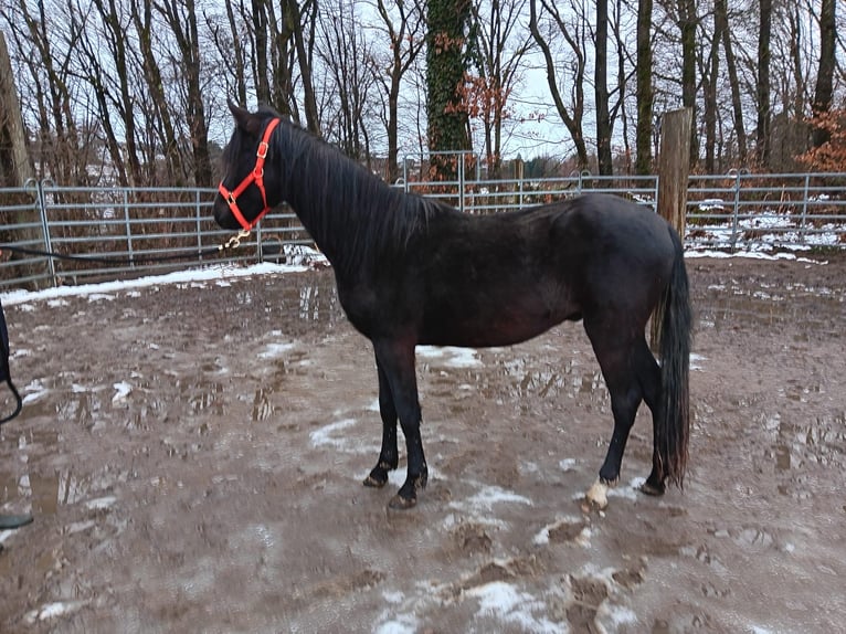 Rocky Mountain Horse Mix Wałach 3 lat 149 cm Kara in Morsbach