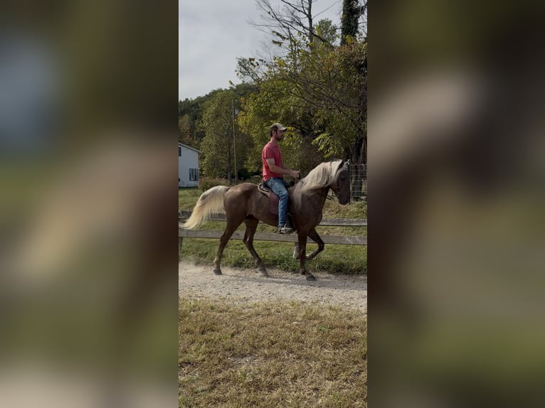 Rocky Mountain Horse Wałach 3 lat 157 cm Jasnogniada in Frenchburg