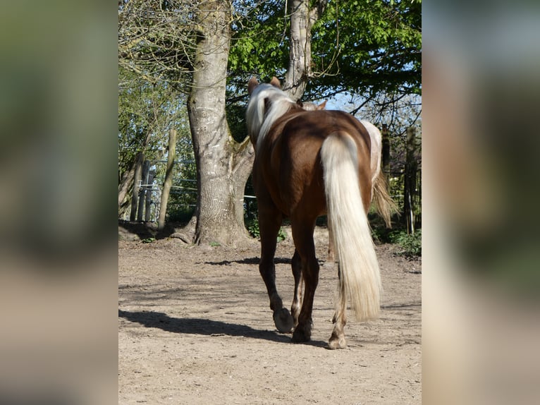 Rocky Mountain Horse Wałach 4 lat 150 cm Gniada in Genappe