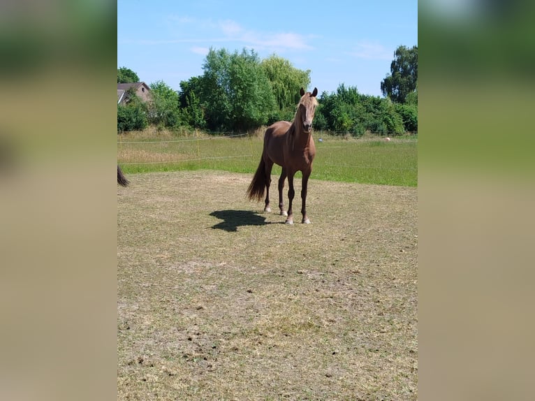 Rocky Mountain Horse Wałach 4 lat 167 cm  in Espelkamp