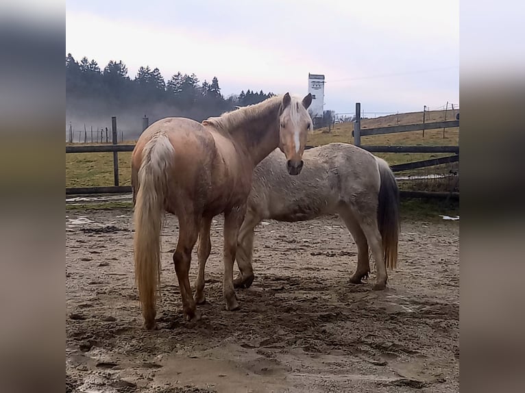 Rocky Mountain Horse Wałach 5 lat 150 cm Izabelowata in Grattersdorf