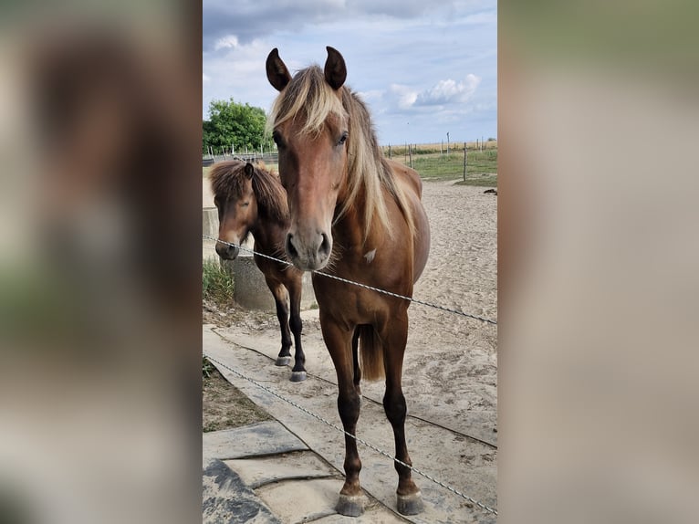 Rocky Mountain Horse Wałach 5 lat 156 cm  in Gellik