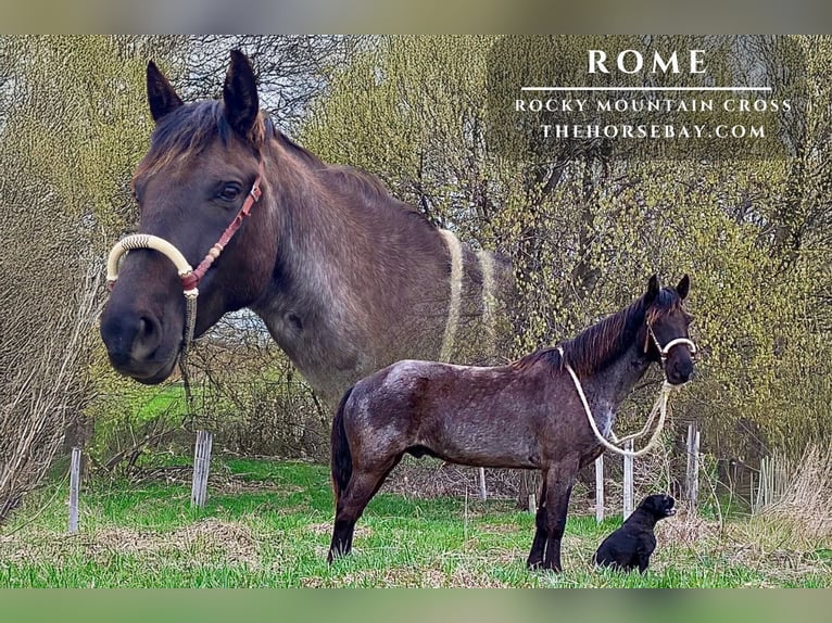 Rocky Mountain Horse Mix Wałach 7 lat 152 cm Karodereszowata in Saint Croix Falls, WI