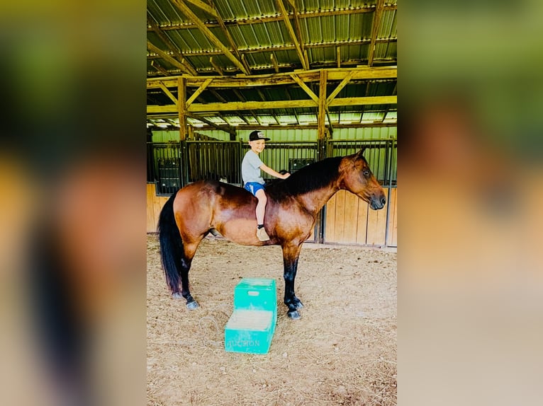 Rocky Mountain Horse Wałach 12 lat 152 cm Gniada in Breeding, KY