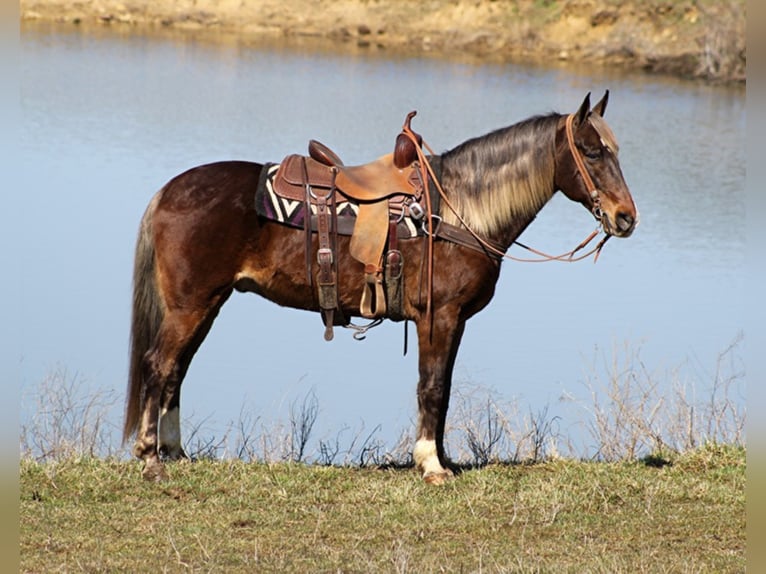 Rocky Mountain Horse Wałach 15 lat Ciemnokasztanowata in Whitley City, KY