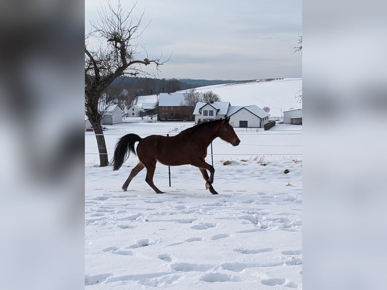 Rocky Mountain Horse Wałach 9 lat 153 cm Gniada in Volkmarsen