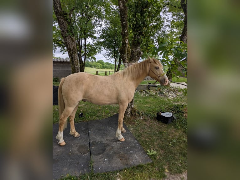 Rocky Mountain Horse Wallach 10 Jahre 155 cm Champagne in Montaigu-de-Quercy