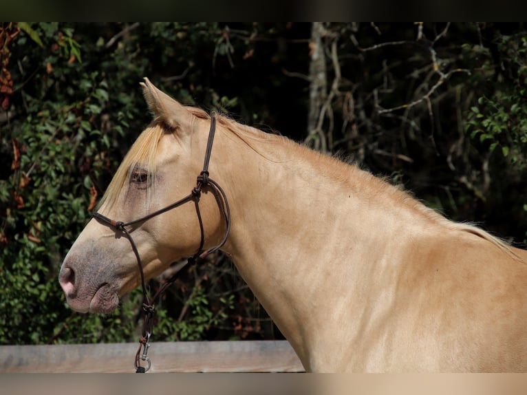 Rocky Mountain Horse Wallach 10 Jahre 155 cm Champagne in Montaigu-de-Quercy