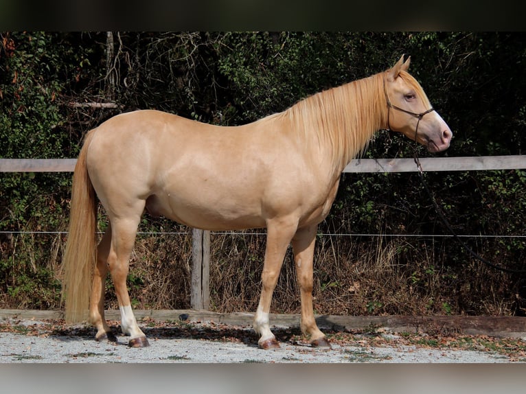 Rocky Mountain Horse Wallach 10 Jahre 155 cm Champagne in Montaigu-de-Quercy