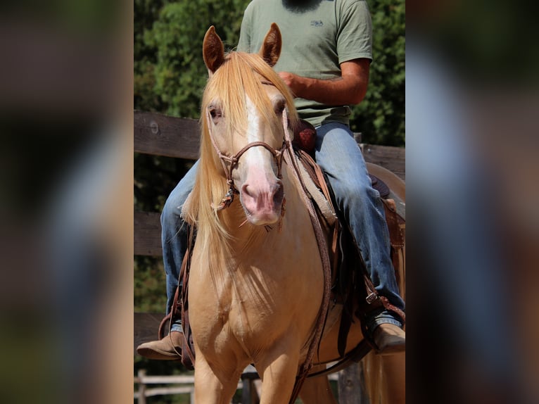 Rocky Mountain Horse Wallach 10 Jahre 155 cm Champagne in Montaigu-de-Quercy