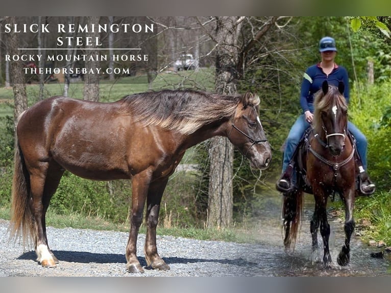 Rocky Mountain Horse Wallach 10 Jahre 157 cm Brauner in Fletcher, NC