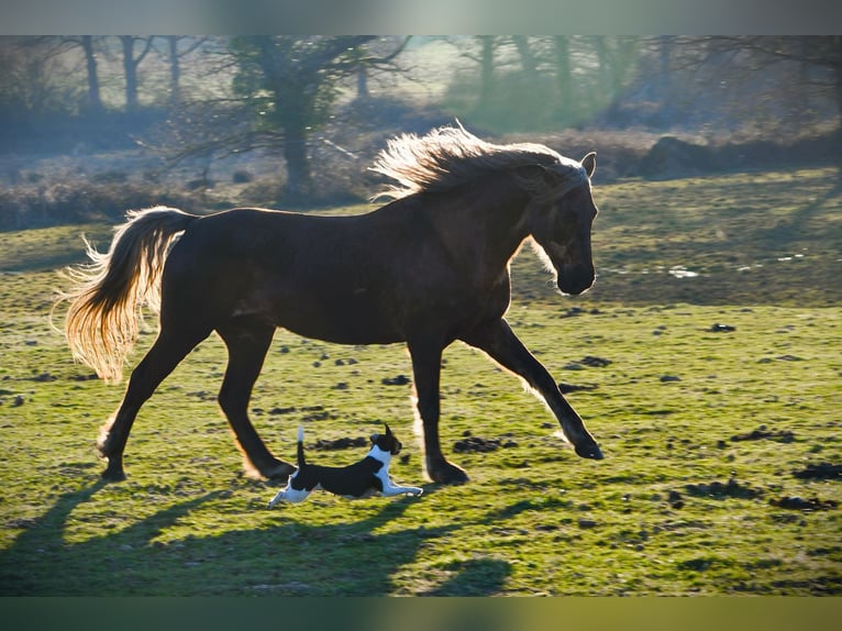 Rocky Mountain Horse Wallach 11 Jahre 154 cm Brauner in Bad Hersfeld