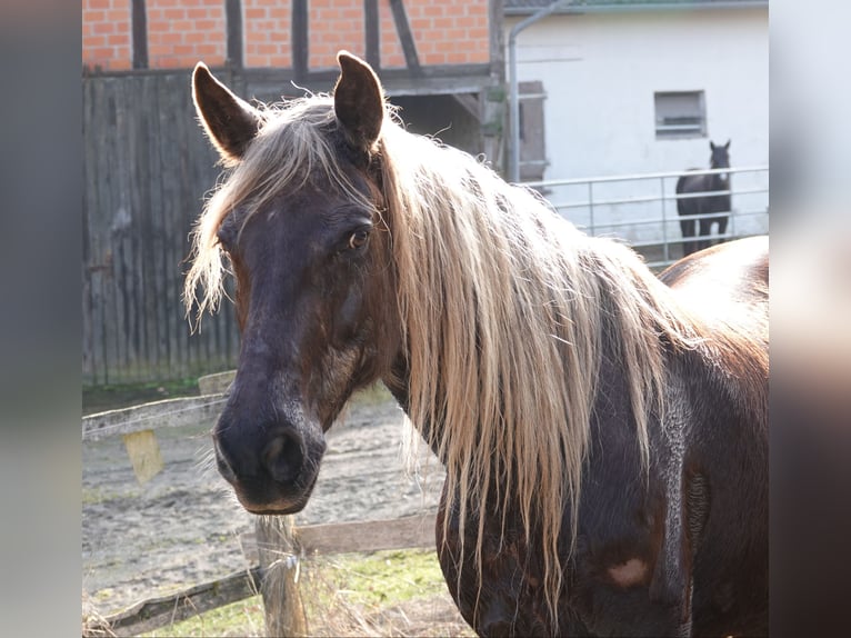 Rocky Mountain Horse Wallach 11 Jahre 154 cm Brauner in Bad Hersfeld