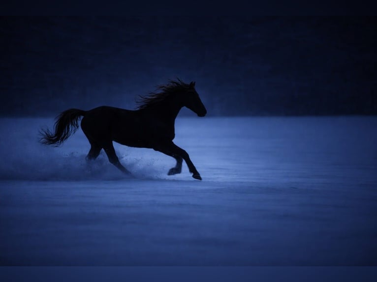 Rocky Mountain Horse Wallach 11 Jahre 154 cm Brauner in Bad Hersfeld