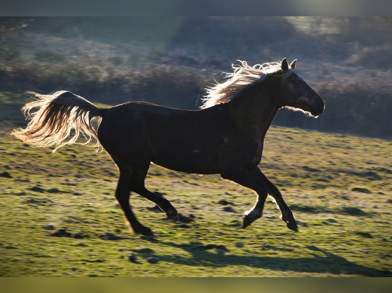 Rocky Mountain Horse Wallach 11 Jahre 154 cm Brauner in Bad Hersfeld