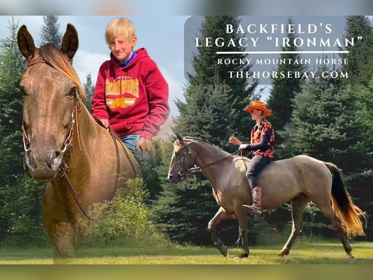Rocky Mountain Horse Wallach 11 Jahre 160 cm Brauner in Saint Croix Falls, WI