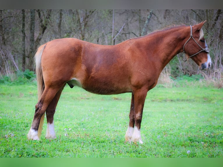 Rocky Mountain Horse Wallach 12 Jahre 152 cm Brauner in Flemingsburg KY
