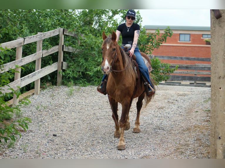 Rocky Mountain Horse Wallach 14 Jahre 150 cm Palomino in Poolville