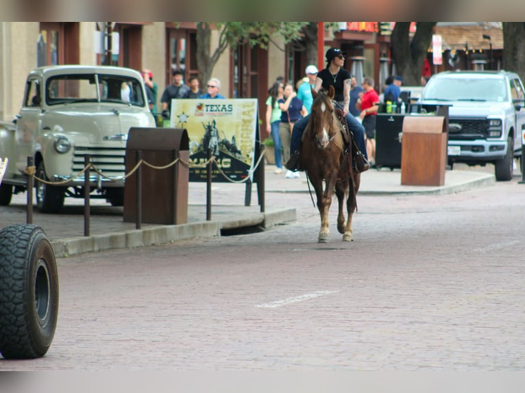 Rocky Mountain Horse Wallach 14 Jahre 150 cm Palomino in Poolville