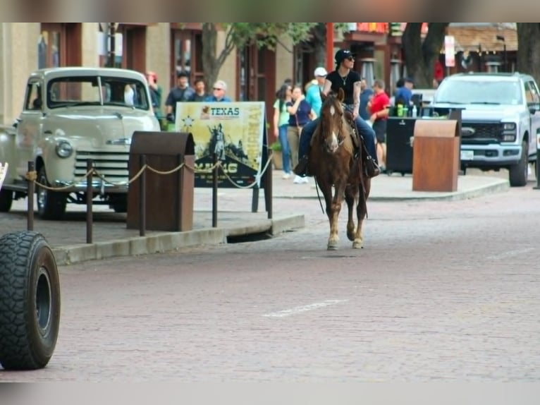 Rocky Mountain Horse Wallach 14 Jahre 152 cm Palomino in Poolville