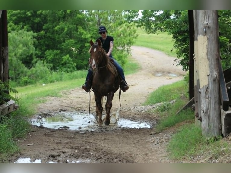 Rocky Mountain Horse Wallach 14 Jahre 152 cm Palomino in Poolville